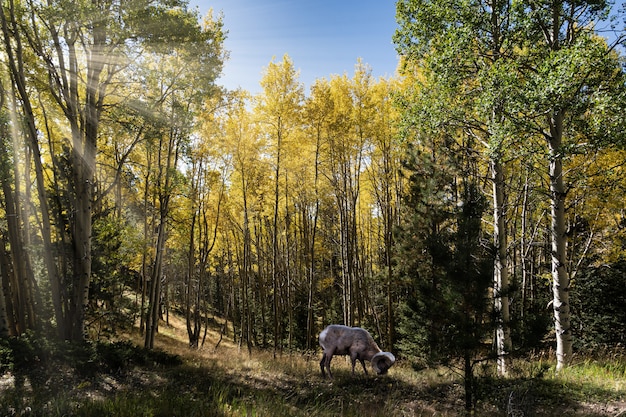 Beautiful shot of a bharal sheep eating grass and surrounded by green and yellow trees