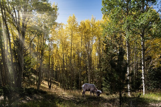 Beautiful shot of a bharal sheep eating grass and surrounded by green and yellow trees