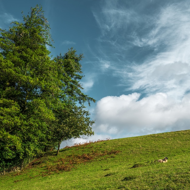 Красивая съемка большого дерева в зеленом холме и облачном небе