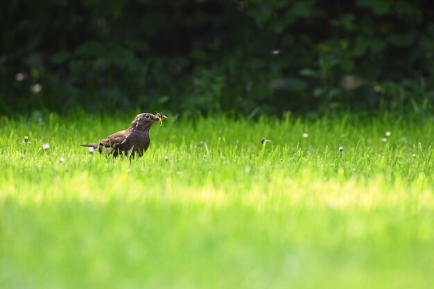 자연 속에서 조류의 아름다운 쐈어. 곤충 잡기 잔디에 찌 르 레 기입니다. (Turdus merula)