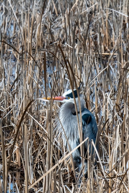 Beautiful Shot of a Bird in the Water with Dried Winter Grass