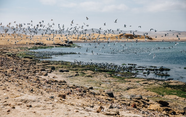 Beautiful shot of birds flying over a lake and shore under a blue sky