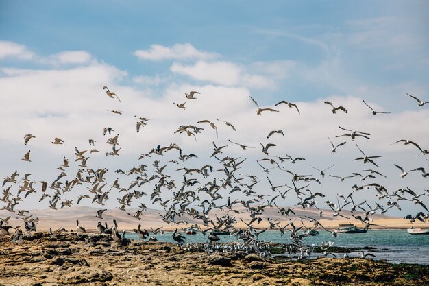 Красивый снимок птиц, летящих над озером и берегом под голубым небом