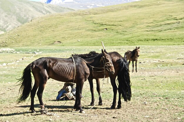 草が茂った丘の上に美しいショット黒と茶色の馬