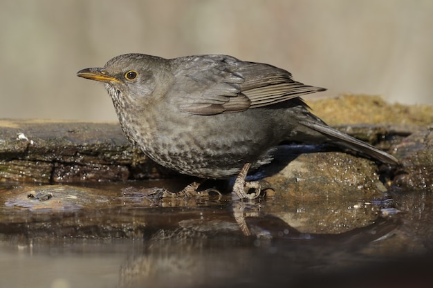 Beautiful shot of a blackbird perched on a stone near the water in the forest