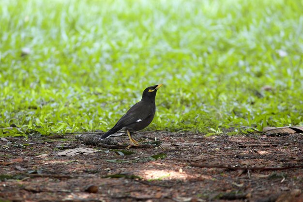 Beautiful shot of a blackbird