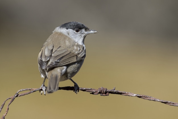 Foto gratuita bello scatto di un uccello capinera sul filo nella foresta