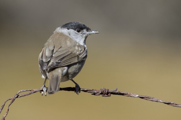 Beautiful shot of a blackcap bird on the wire in the forest