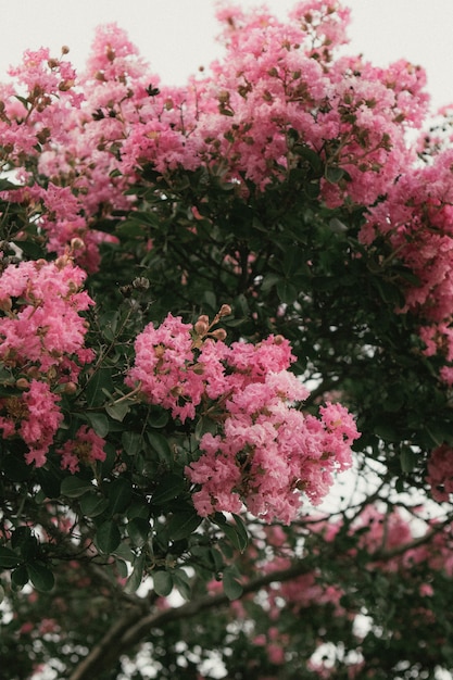 Beautiful shot of a blooming pink sakura tree