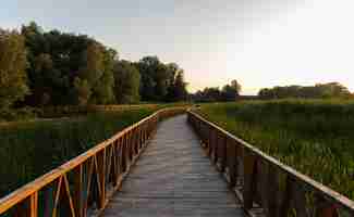 Free photo beautiful shot of a boardwalk in the park surrounded by tall grasses and trees during sunrise