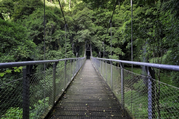 Beautiful shot of a bridge in the middle of a forest surrounded by green trees and plants