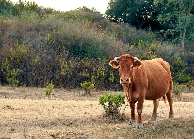 Красивый снимок коричневой коровы в поле