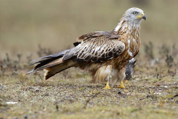 Free photo beautiful shot of a brown kite in the forest