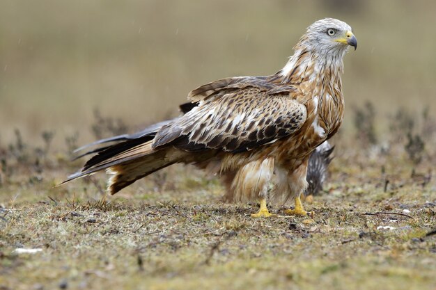 Beautiful shot of a brown kite in the forest