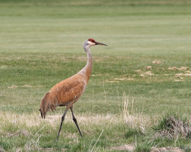 Beautiful shot of a brown sandhill crane in the field during daytime