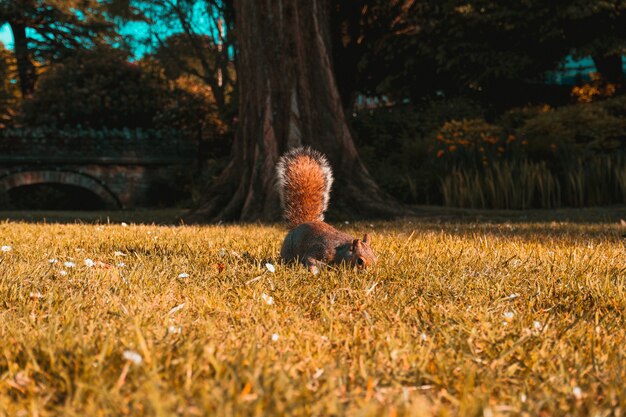 Beautiful shot of a brown squirrel in the fields