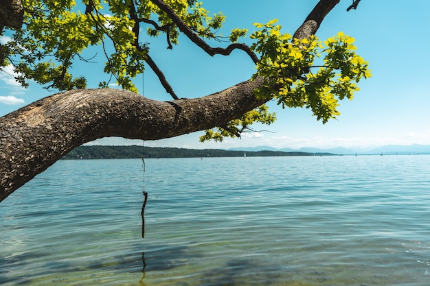 Beautiful shot of a calm blue sea with a tree above it under a blue sky