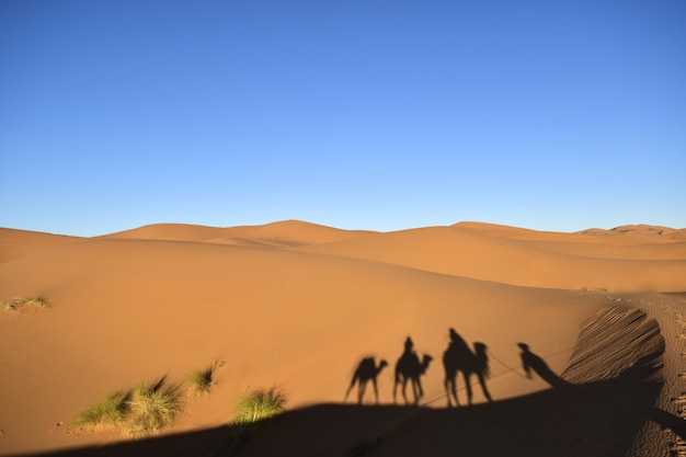 砂漠のラクダと人々のシルエットの美しいショット