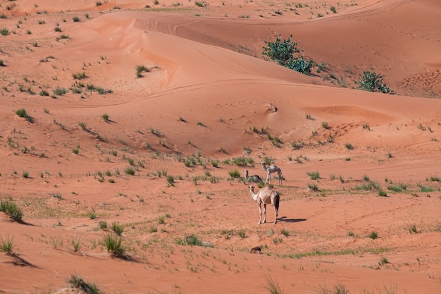 두바이, 아랍 에미리트의 사막에서 모래 언덕에 낙타의 아름다운 샷