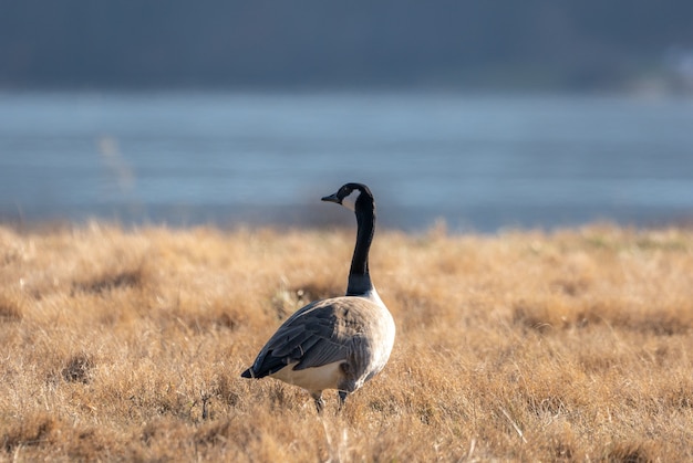 Beautiful shot of a Canadian goose on a field