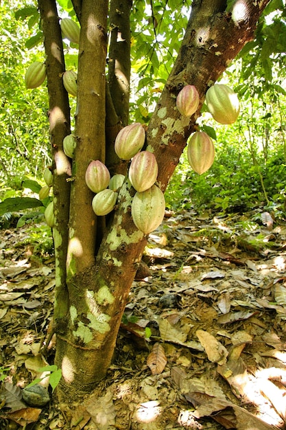 Bellissimo colpo di piantagioni di cacao con foglie verdi in una giungla