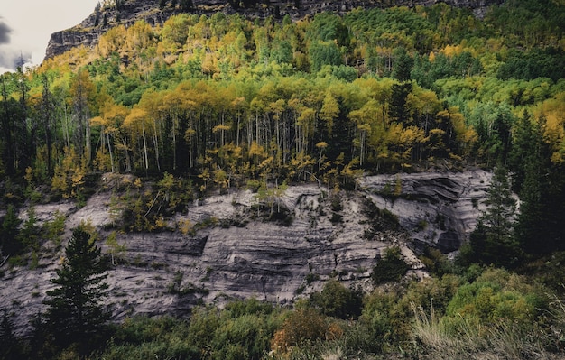 Beautiful shot of a colorful autumn forest full of different kinds of plants