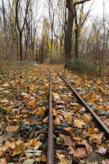 Beautiful shot of colorful leaves on the railroad on a sunny day