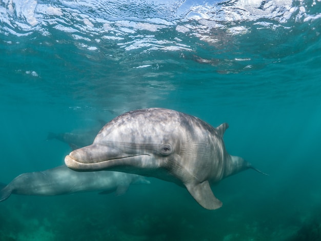 바다에서 최고의 삶을 사는 일반적인 병코 돌고래의 아름다운 샷