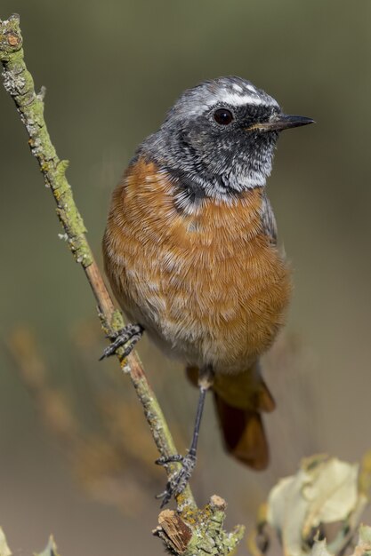 Beautiful shot of a Common Male Redstart bird (Phoenicurus Phoenicurus) on a branch of a tree