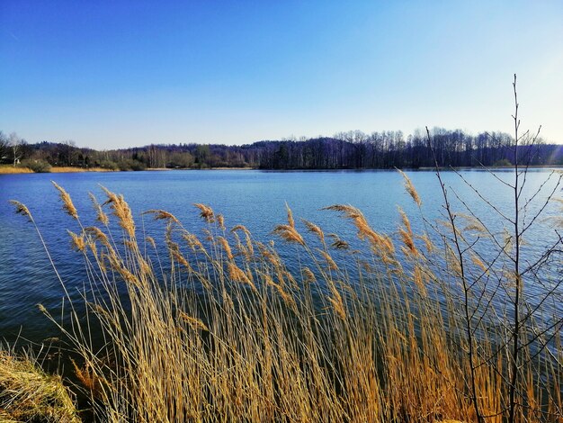 Beautiful; shot of common reed on the shore of the lake in Jelenia Góra, Poland.