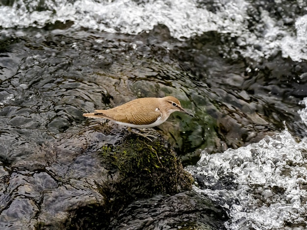 Beautiful shot a common sandpiper bird near the Sakai river in a forest in Kanagawa, Japan