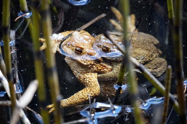 イタリア、南チロルのスルフナーと呼ばれる小さな湖でのカエルのカップルの美しいショット