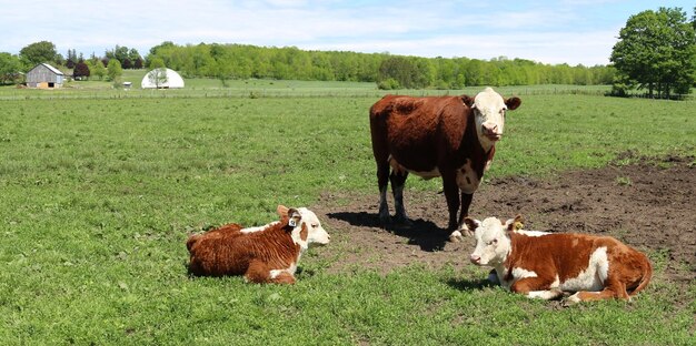 Beautiful shot of cows grazing in a farm grassland