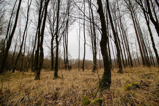 Free photo beautiful shot of a creepy forest with a gloomy sky