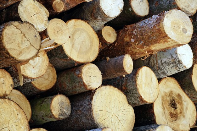 Красивый снимок связки срубленных деревянных бревен
