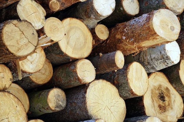 Beautiful shot of cut wood logs bunch