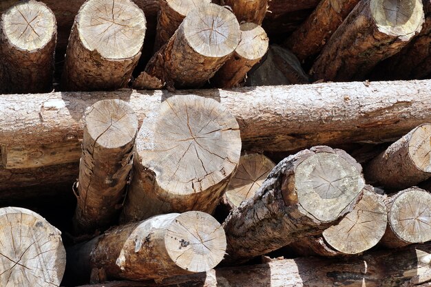Красивый снимок связки срубленных деревянных бревен