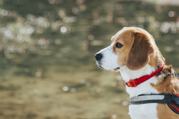 Free photo beautiful shot of a cute  beagle dog