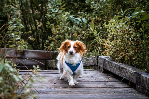 Beautiful shot of a cute Chi Weenie dog walking on a wooden pathway