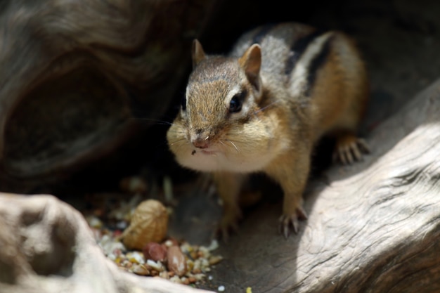 여름에 왕립 식물원에서 견과류를 먹는 귀여운 다람쥐의 아름다운 샷