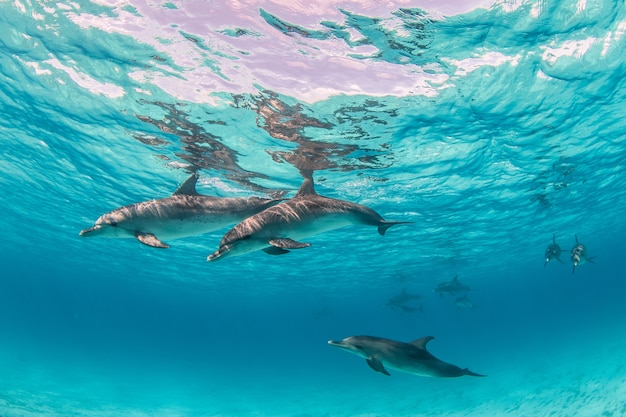 Bimini, Bahamas에서 수 중에서 놀고있는 귀여운 돌고래의 아름다운 샷