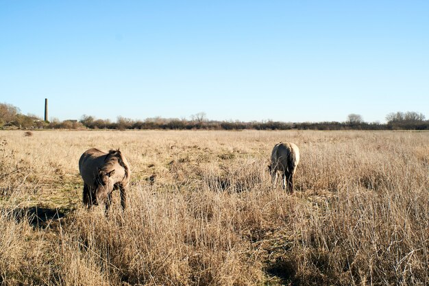 Красивый снимок милых ослов, пасущихся в поле, полном сушеной травы под голубым небом