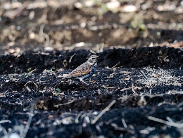 Beautiful shot of a cute Dusky Thrush bird on the ground in the field in Japan