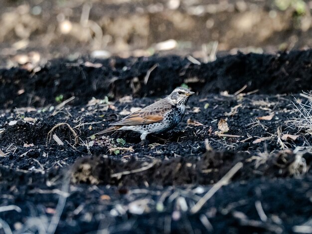 Beautiful shot of a cute Dusky Thrush bird standing on the ground in the field