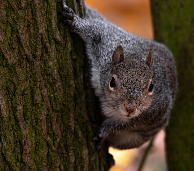 Foto gratuita bellissimo scatto di un simpatico scoiattolo volpe dietro l'albero