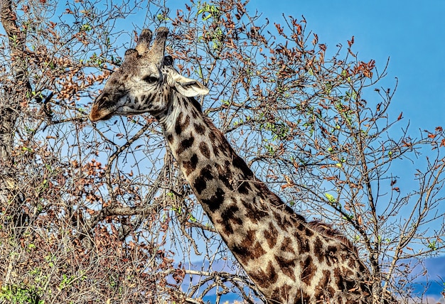 Красивый снимок милого жирафа с деревьями