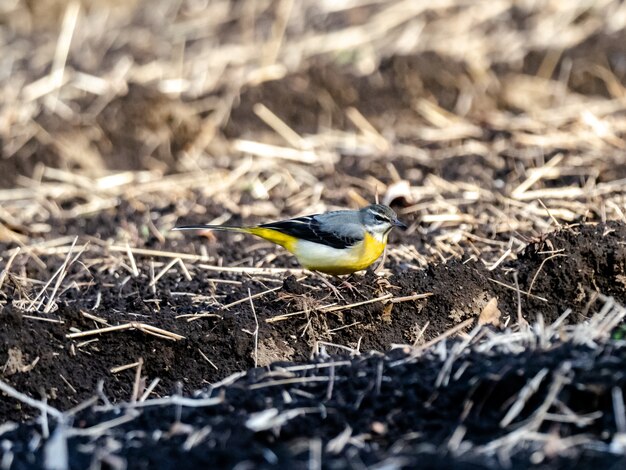 Beautiful shot of a cute grey wagtail bird on the ground in the field in Japan