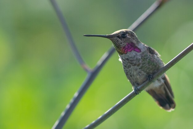 Beautiful shot of a cute hummingbird sitting on the branch of a tree in the forest