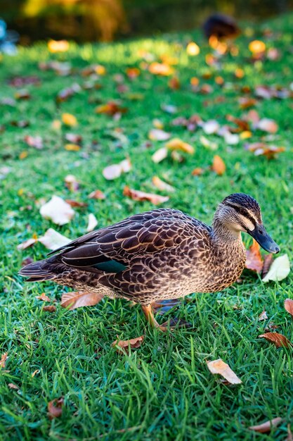 Beautiful shot of a cute mallard walking on a grass