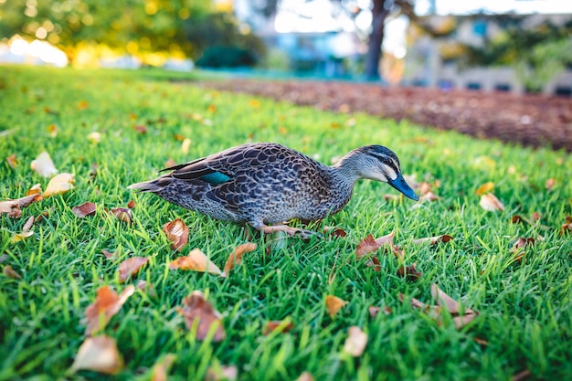 Free photo beautiful shot of a cute mallard walking on a grass